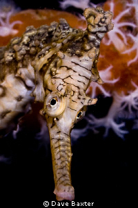 seahorse at local dive site by Dave Baxter 